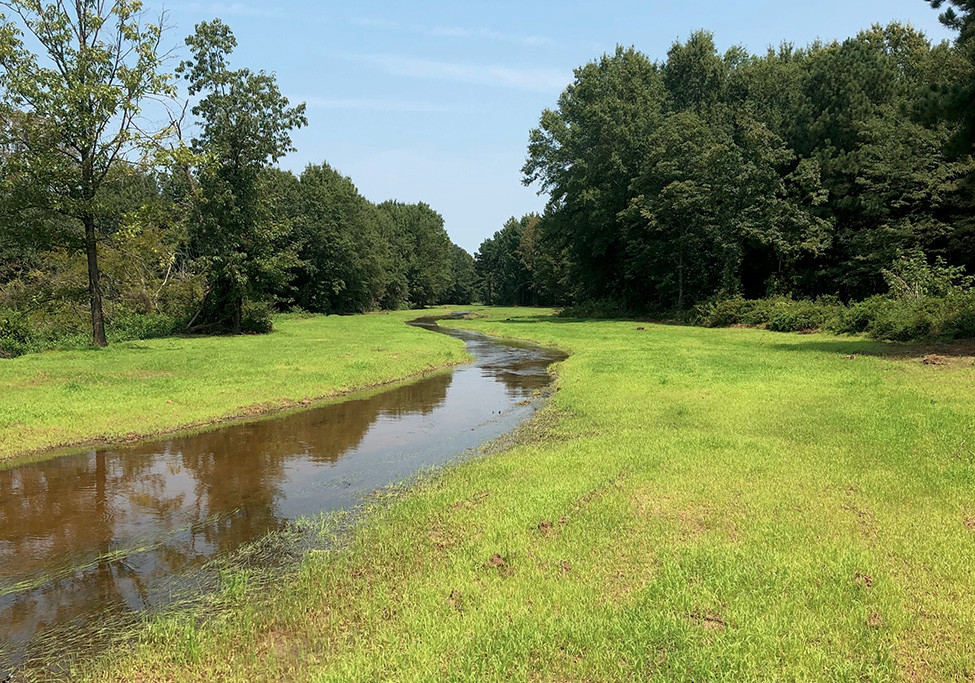 wild duck food plots