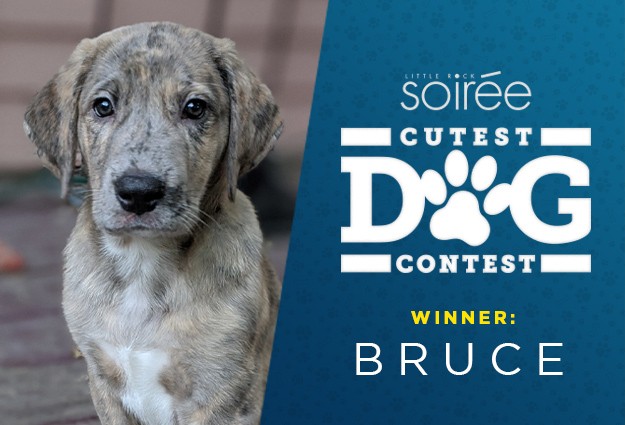 Gucci - Dog Photo Contest