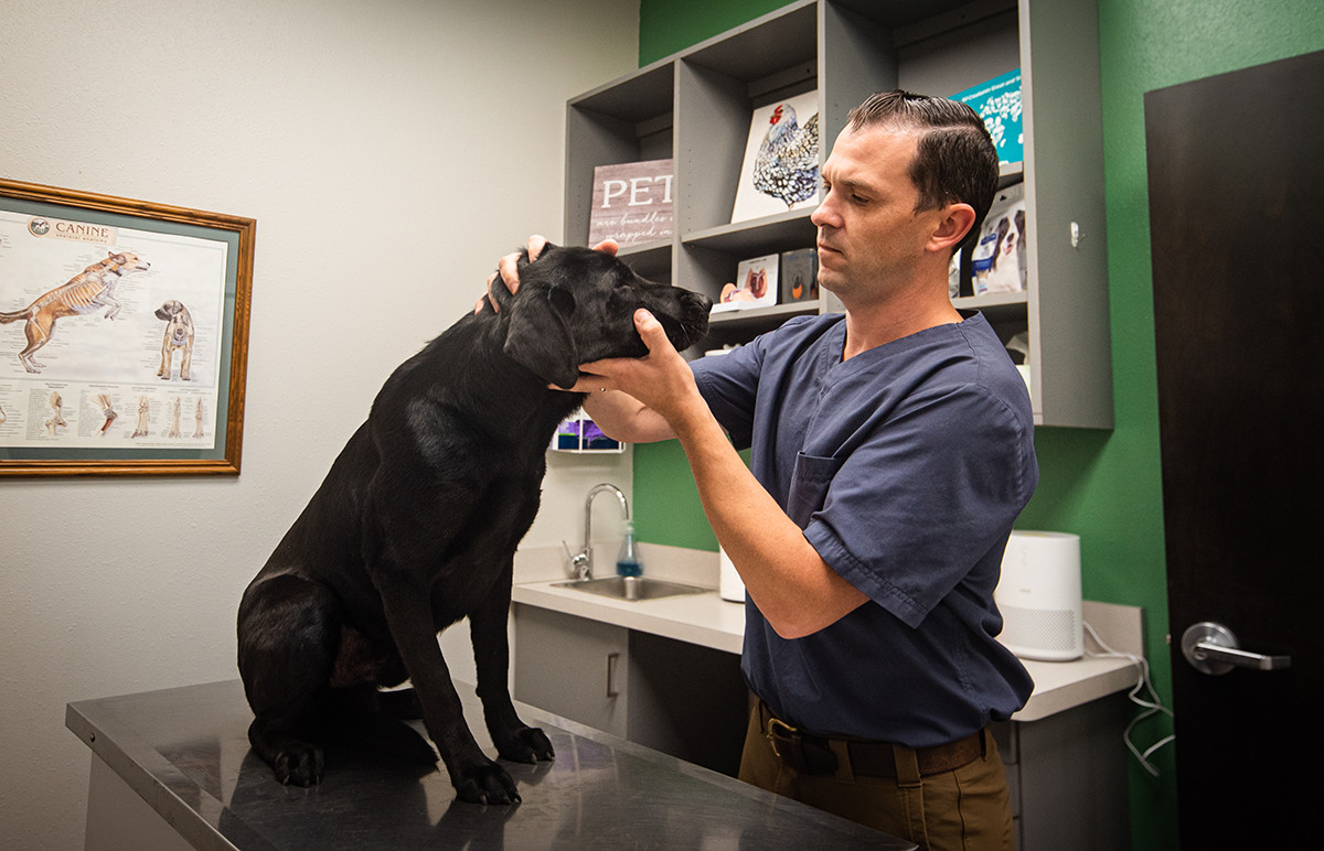 canine veterinarian