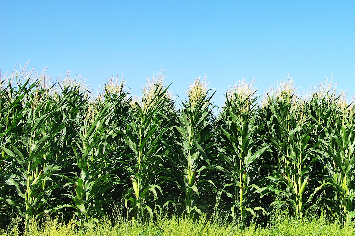 Arkansas Farmers Have More Corn on Their Plate Arkansas Business News