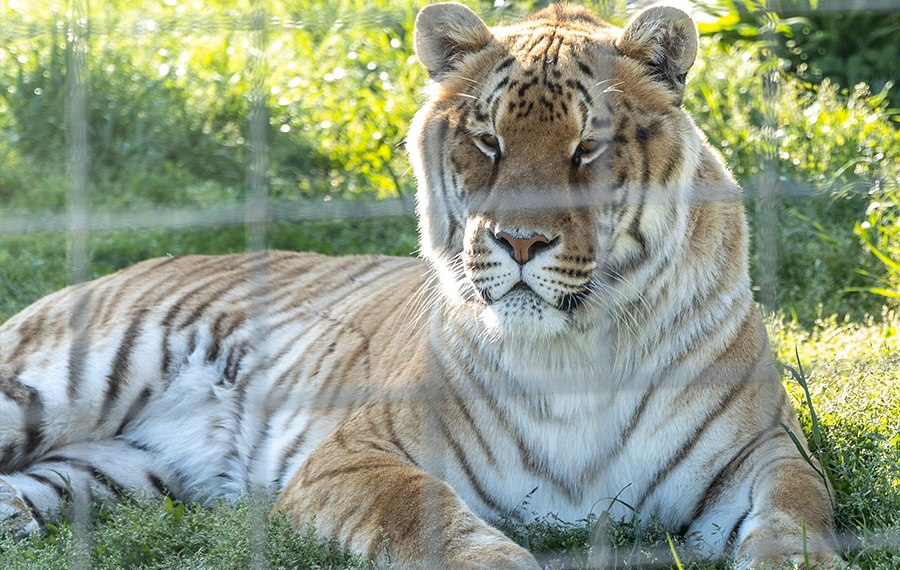 The White Tiger Fraud - Big Cat Rescue