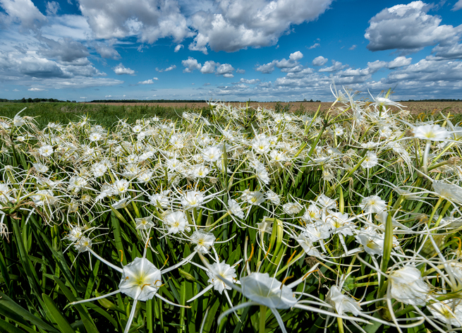 Delta spider lilies