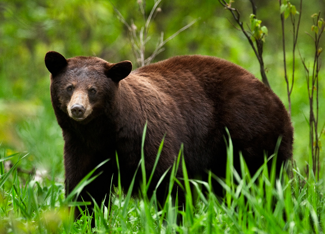American black bear