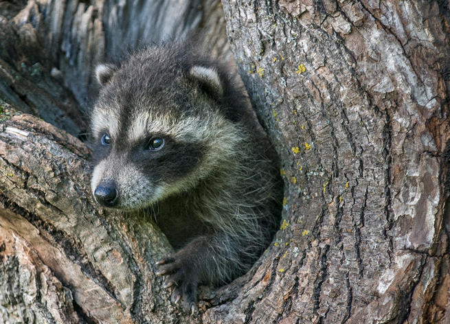 baby raccoon