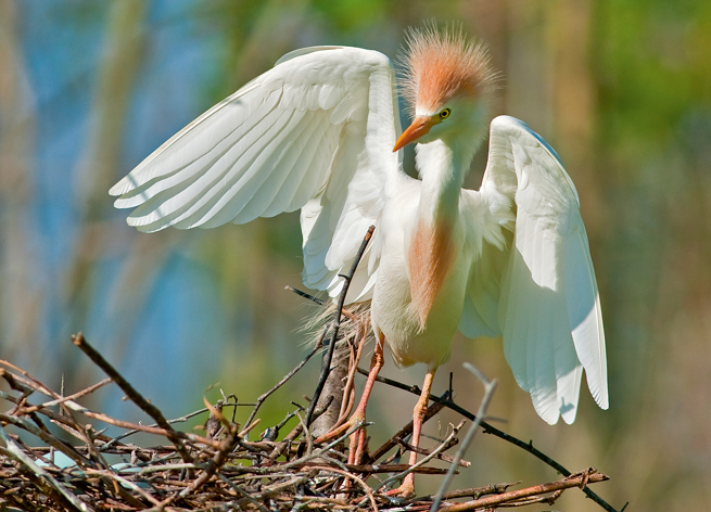 Egret