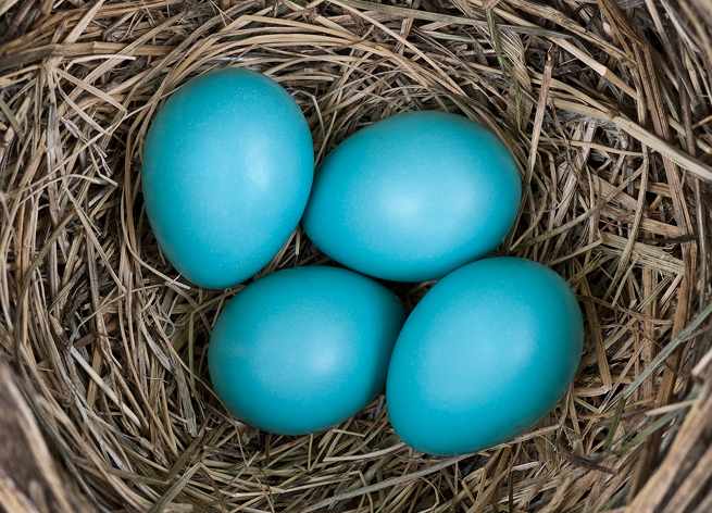 Blue Egg