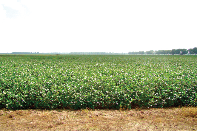 Arkansas Farmers Sue Over Crop Damage Blamed on Dicamba