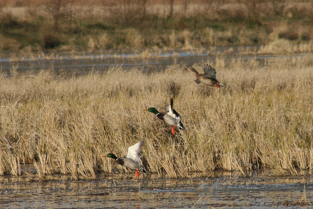 Gee Ridge mallards