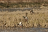 Heads Up Arkansas Duck Hunters; Ratoon Rice Crop Might Land You In Trouble