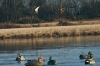 Various Groups Back Waterfowl Hunting on Rolled Rice Fields
