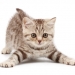 Love Animals? Consider a Career as a Vet Tech!