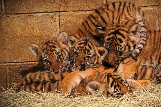 Little Rock Zoo Malayan tiger cub triplets turn one