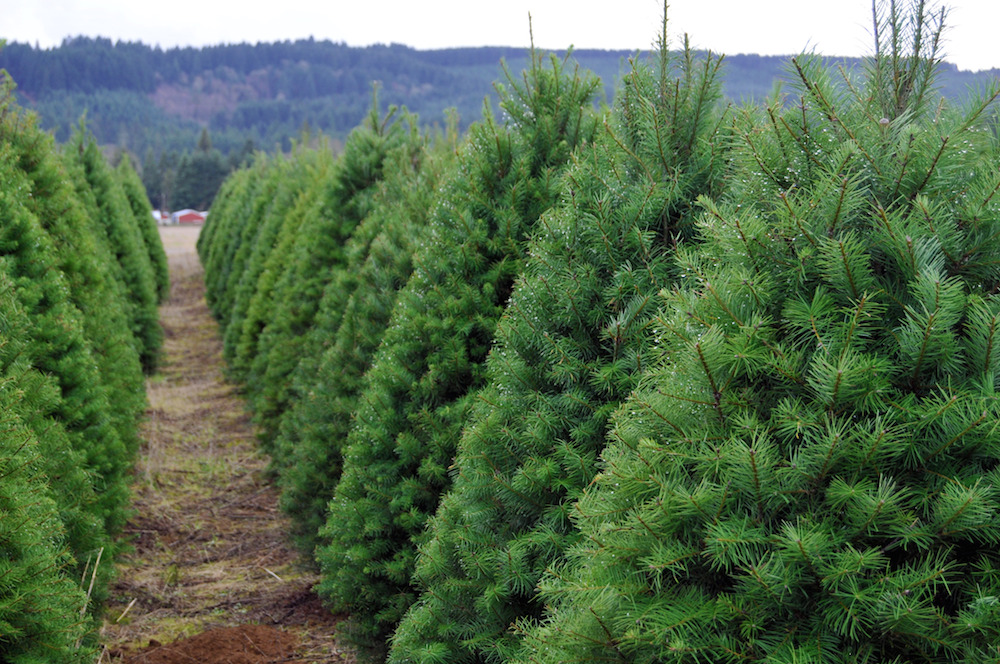 Where to Cut Your Own Christmas Tree This Year | Little Rock Soiree Magazine