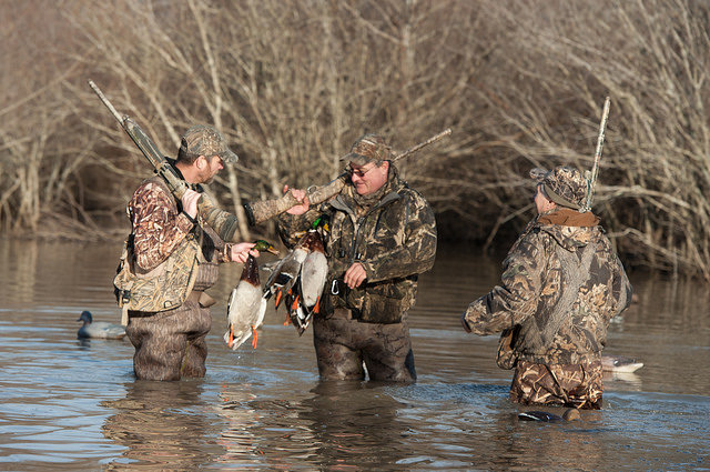 Arkansas Duck Season is Underway - Greenhead