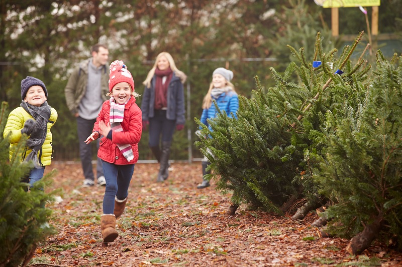 shopping for a christmas tree