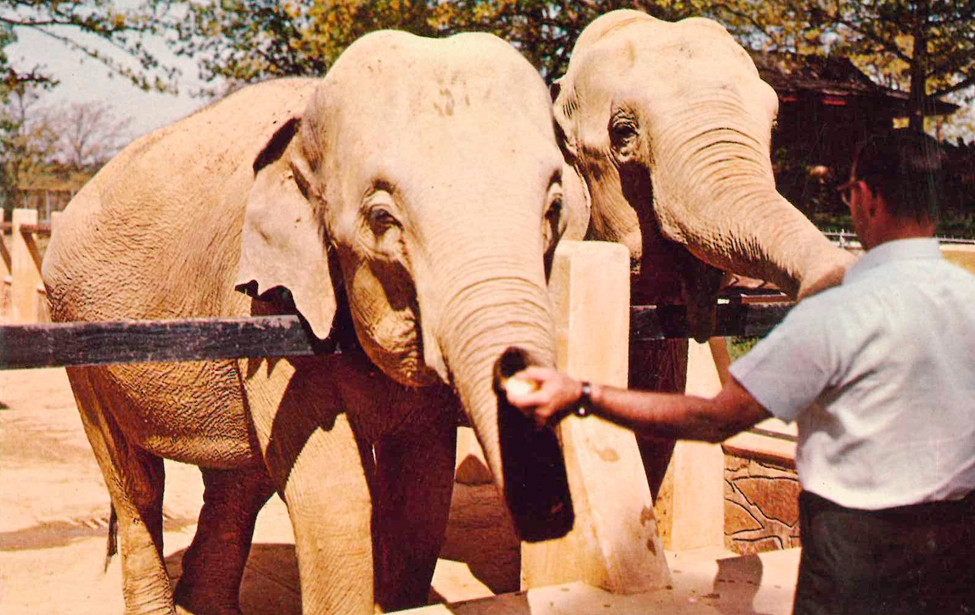 Timeline A History of the Little Rock Zoo Little Rock Soiree Magazine