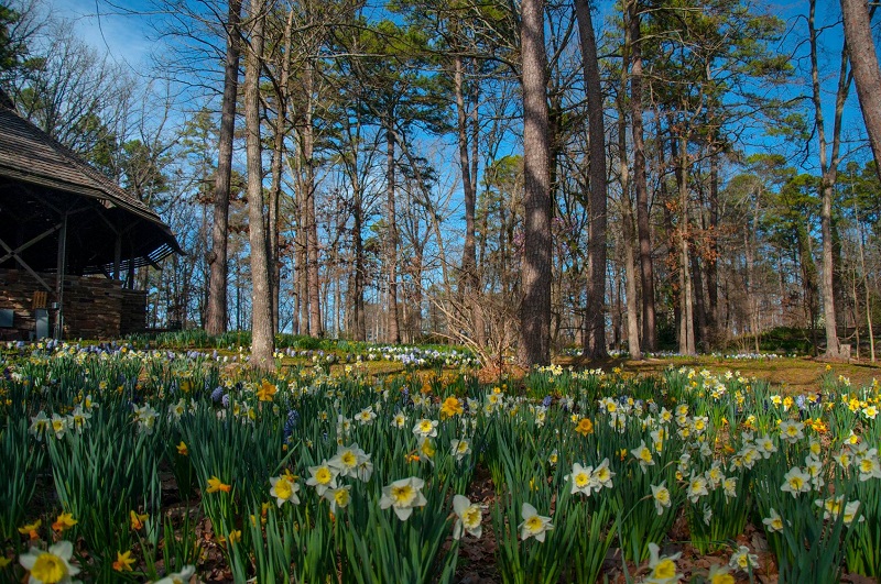 Spring Blooms 4 Floral Festivals to Visit in March Little Rock Family