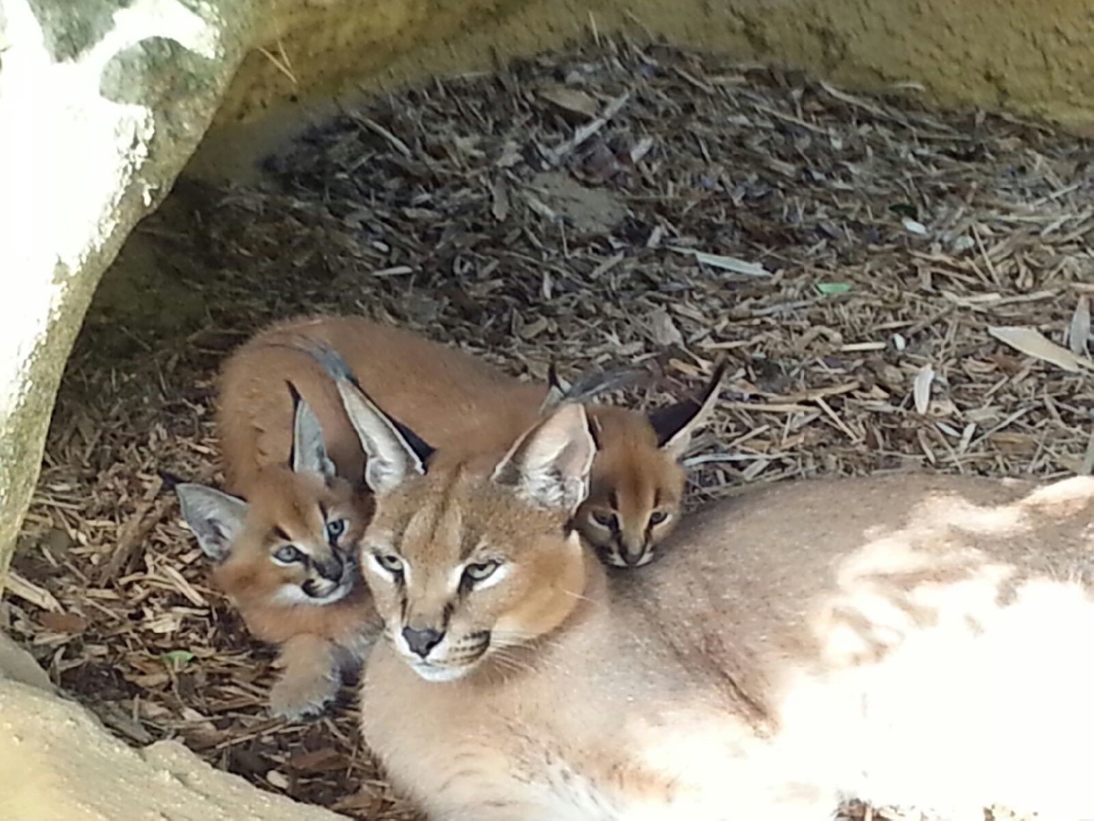 cute caracal kittens