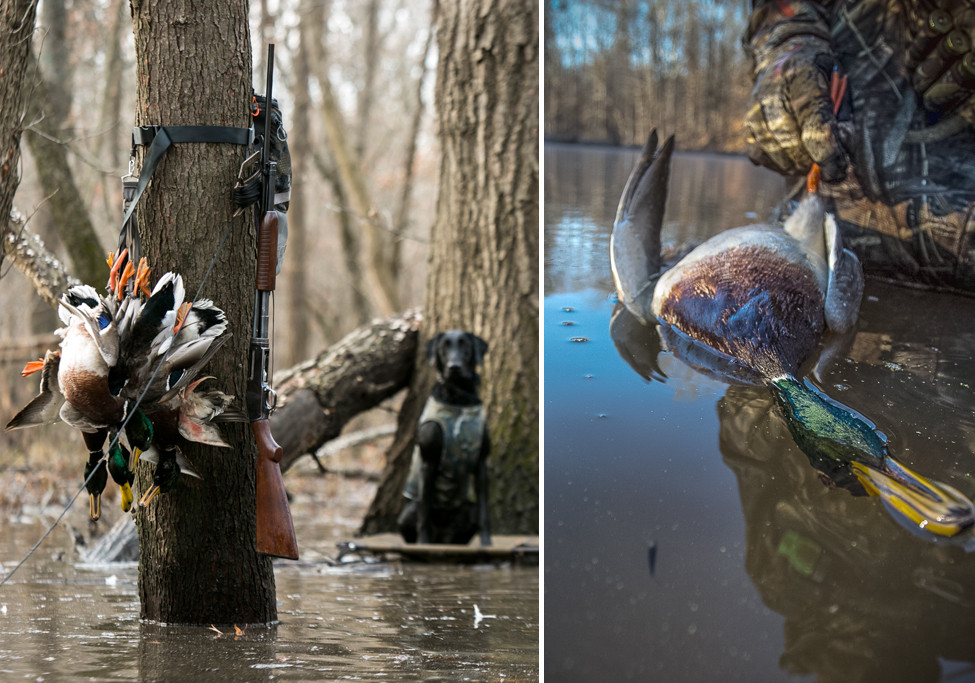 From the Outside Perspectives On Duck Hunting In Arkansas Greenhead