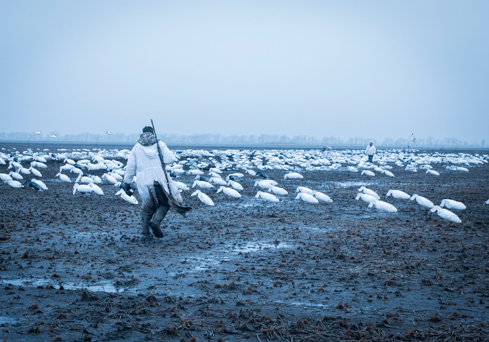 Ducks Unlimited Snow Goose Hunt Worth The Trip
