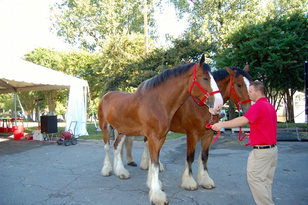 Visit WorldFamous Clydesdales in Little Rock River Market Little