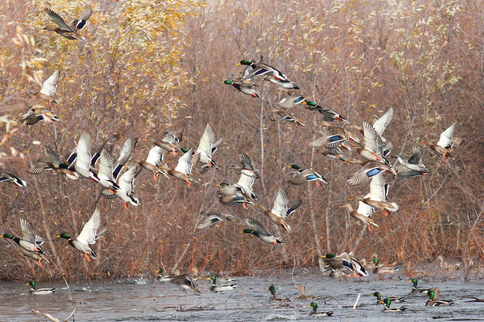 Arkansas Duck Season Opens November 19th With Unfavorable Conditions