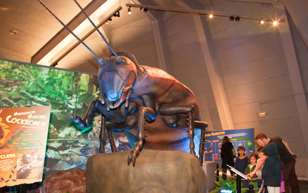 Huge Bug Exhibit Opening at Clinton Center Little Rock Family
