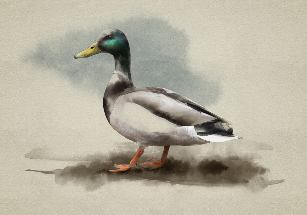 Duck watercolor painting illustration executive qa