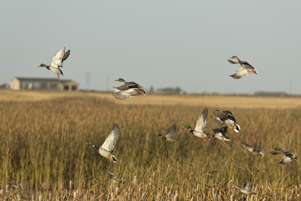 Ducks in a field