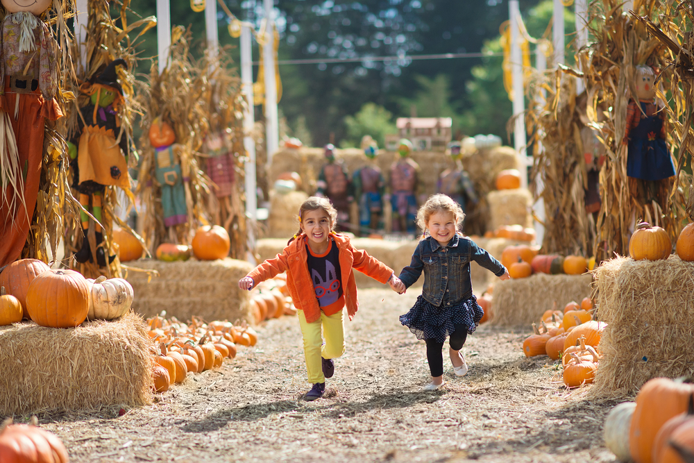 pumpkin patch with slide