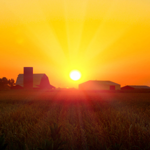 Arkansas Panel Approves New Rules for Dicamba's Use in 2020