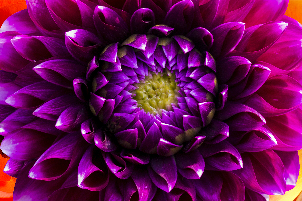 Big ol wedding flower