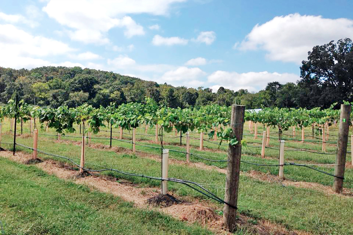 2M Rusty Tractor Vineyards In the Works For Southwest Little Rock