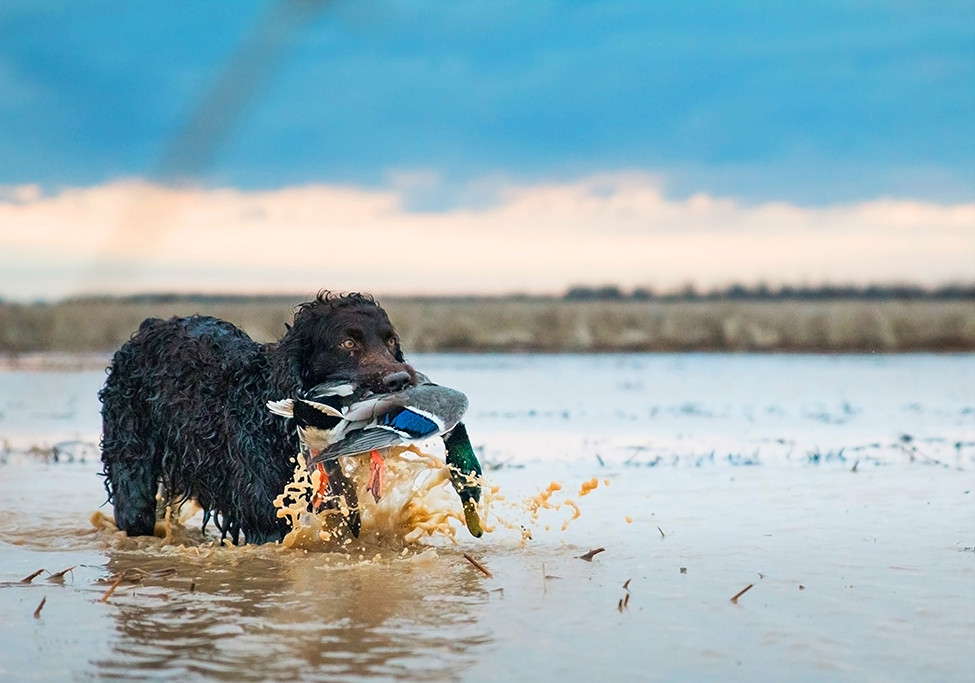Duck Dogs, Breeds Apart