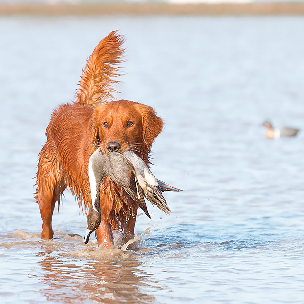 PICTORIAL: Funny, You Don’t Look Like a Duck Dog - Greenhead